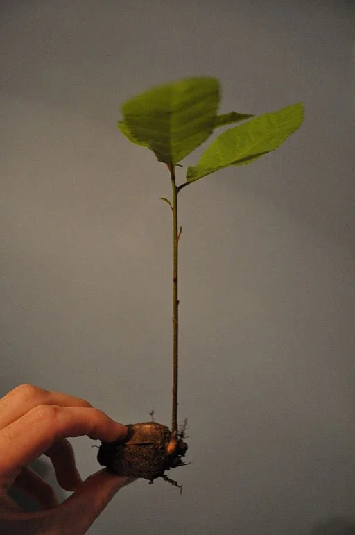 Pecan Tree Seedlings Live Plants - 8+ Inches Tall, Bare Root, Set of 2, Outdoor - Image 2
