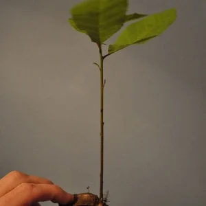 Pecan Tree Seedlings Live Plants - 8+ Inches Tall, Bare Root, Set of 2, Outdoor - Image 4