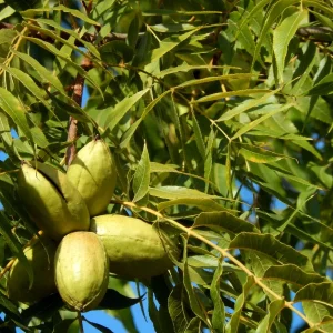 Pecan Tree Seedlings Live Plants - 8+ Inches Tall, Bare Root, Set of 2, Outdoor - Image 5