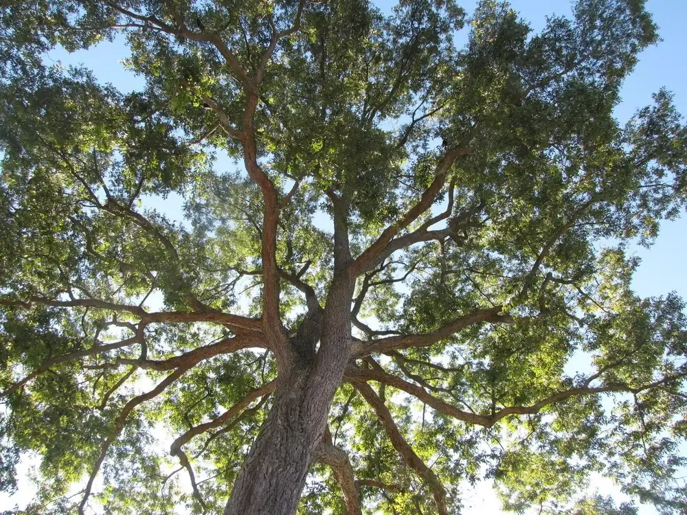 Pecan Tree Seedlings Live Plants - 8+ Inches Tall, Bare Root, Set of 2, Outdoor - Image 7