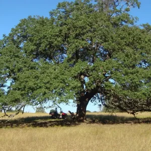 Pecan Tree Seedlings Live Plants - 8+ Inches Tall, Bare Root, Set of 2, Outdoor - Image 8
