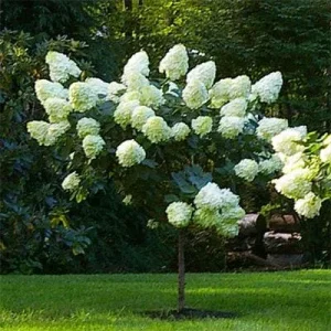 Pee Gee Hydrangea Live Plant - Paniculata Grandiflora, 1 Gallon Pot, White Flowers - Image 2