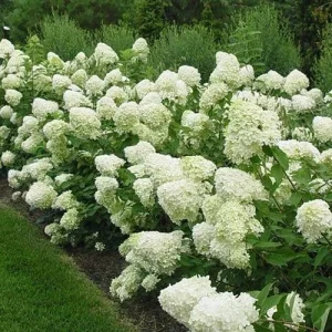 Pee Gee Hydrangea Live Plant - Paniculata Grandiflora, 1 Gallon Pot, White Flowers - Image 3
