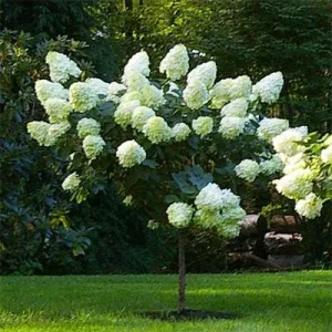 Pee Gee Hydrangea Paniculata Bare-root Plants – 3 Pack – White Flowers - Image 2