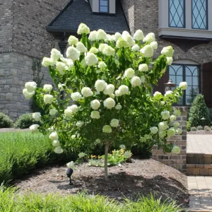 Pee Gee Hydrangea Paniculata Bare-root Plants – 3 Pack – White Flowers - Image 6