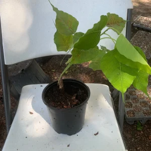 Peepal Tree Live Plant - Bodhi Tree (Ficus religiosa) in 6 inch Pot, Indoor/Outdoor - Image 3