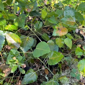 Peepal Tree Live Plant - Bodhi Tree (Ficus religiosa) in 6 inch Pot, Indoor/Outdoor - Image 1