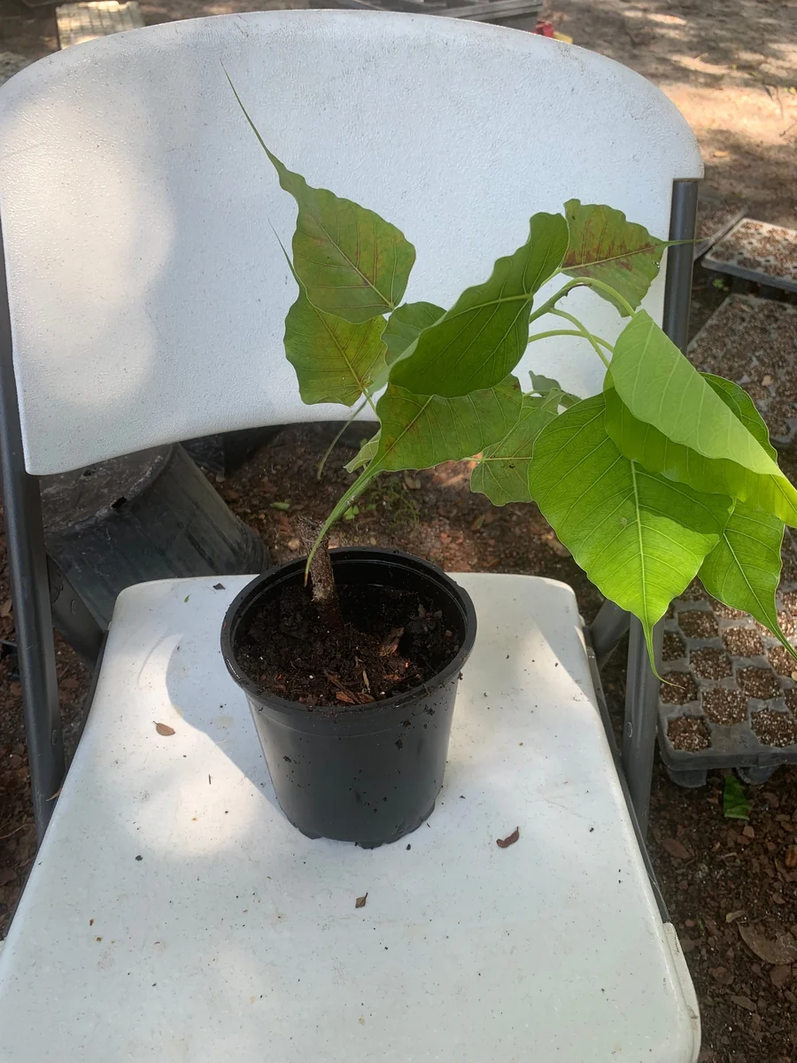 Peepal Tree Plant – Sacred Bodhi Fig Live Plant – 6" Pot - Image 3