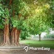 Peepal Tree Plant – Sacred Bodhi Fig Live Plant – 6" Pot - Image 4