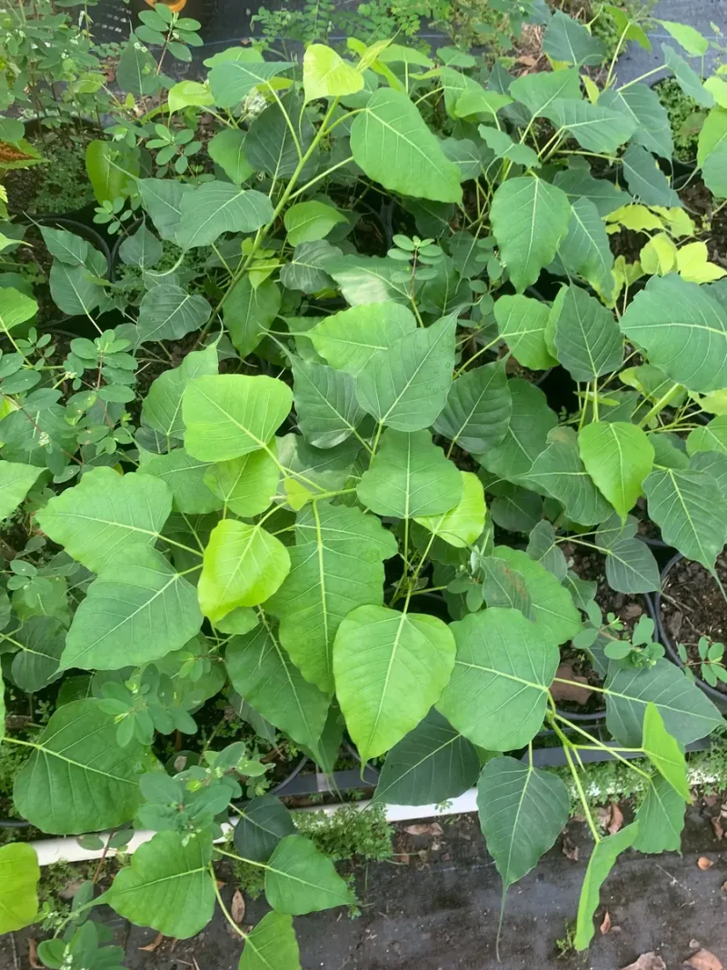 Live Peepal Tree Plant - Sacred Bodhi Fig Tree in 6" Pot