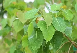 Peepal Tree Plant – Sacred Bodhi Fig Live Plant – 6" Pot - Image 6