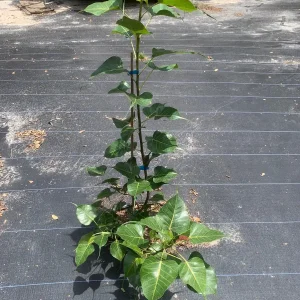 Peepal Tree Plant – Sacred Bodhi Fig Live Plant – 6