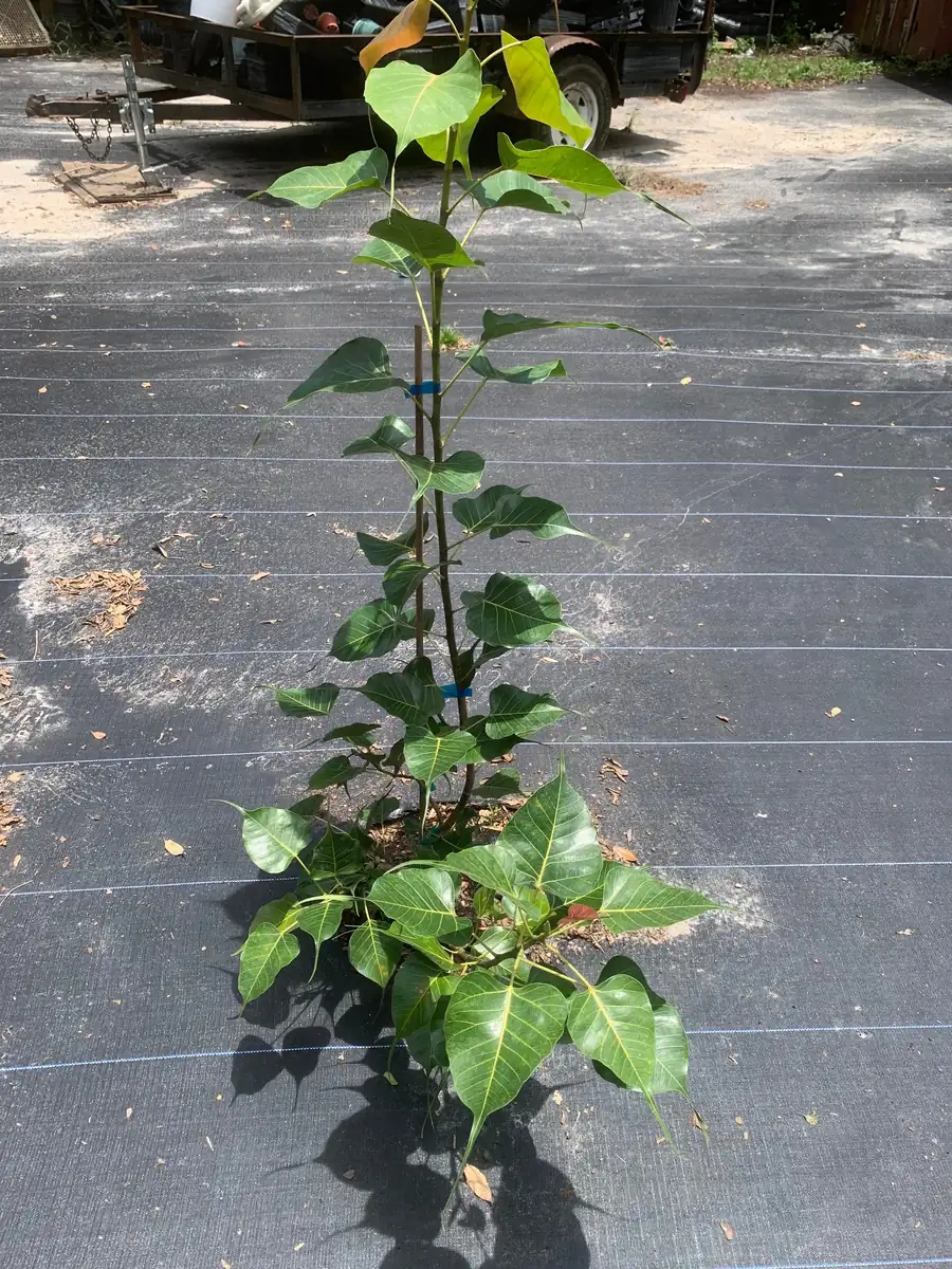 Peepal Tree Plant – Sacred Bodhi Fig Live Plant – 6" Pot - Image 7