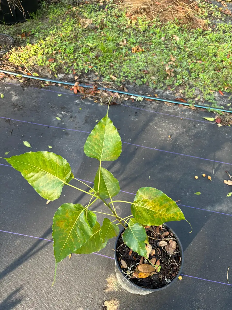 Peepal Tree Plant – Sacred Bodhi Fig Live Plant – 6" Pot - Image 8