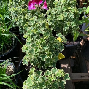 Pelargonium 'Oldbury Duet' Live Plant – 1 Gallon Pot – Outdoor Flower - Image 2