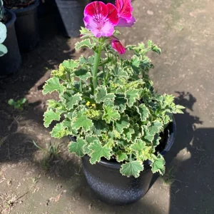 Pelargonium 'Oldbury Duet' Live Plant – 1 Gallon Pot – Outdoor Flower - Image 3