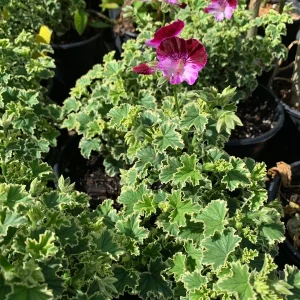 Pelargonium 'Oldbury Duet' Live Plant – 1 Gallon Pot – Outdoor Flower - Image 1