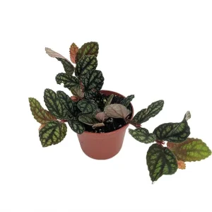 Pellionia Pulchra Live Plant – Rainbow Vine – 2.5" Pot – Indoor Terrarium Plant - Image 2