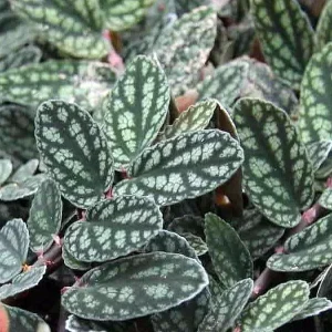 Pellionia Pulchra Live Plant – Rainbow Vine – 2.5" Pot – Indoor Terrarium Plant - Image 1