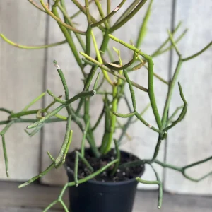 Pencil Cactus Live Plant - Euphorbia tirucalli 4 inch Pot - Indoor Succulent - Image 2