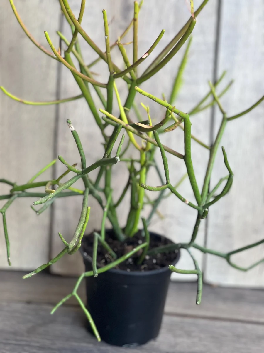 Pencil Cactus Live Plant - Euphorbia tirucalli 4 inch Pot - Indoor Succulent - Image 2