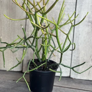 Pencil Cactus Live Plant - Euphorbia tirucalli 4 inch Pot - Indoor Succulent - Image 3