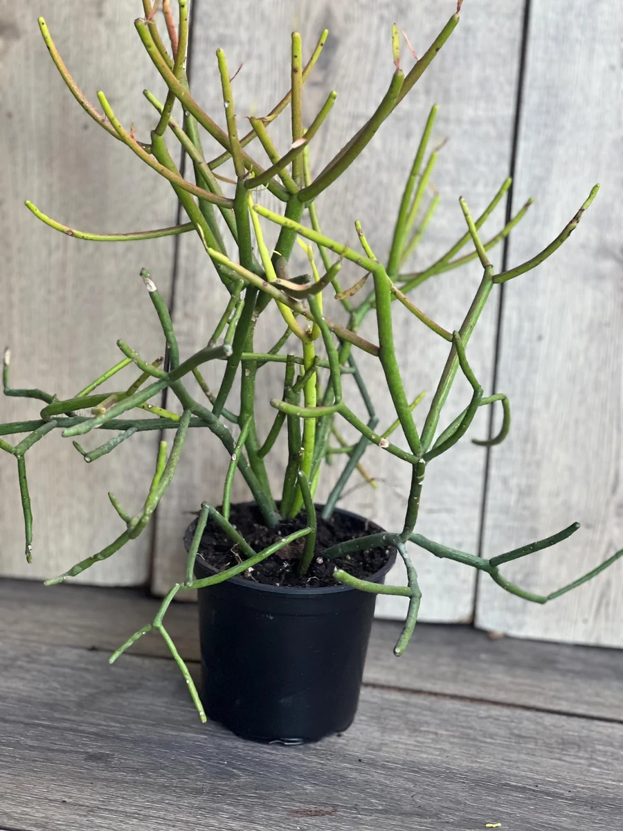Pencil Cactus Live Plant - Euphorbia tirucalli 4 inch Pot - Indoor Succulent - Image 3