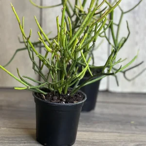 Pencil Cactus Live Plant - Euphorbia tirucalli 4 inch Pot - Indoor Succulent - Image 4