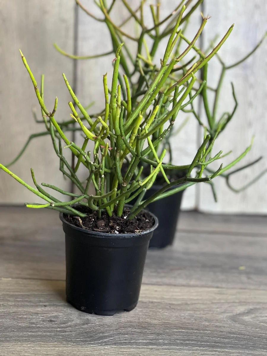 Pencil Cactus Live Plant - Euphorbia tirucalli 4 inch Pot - Indoor Succulent - Image 4