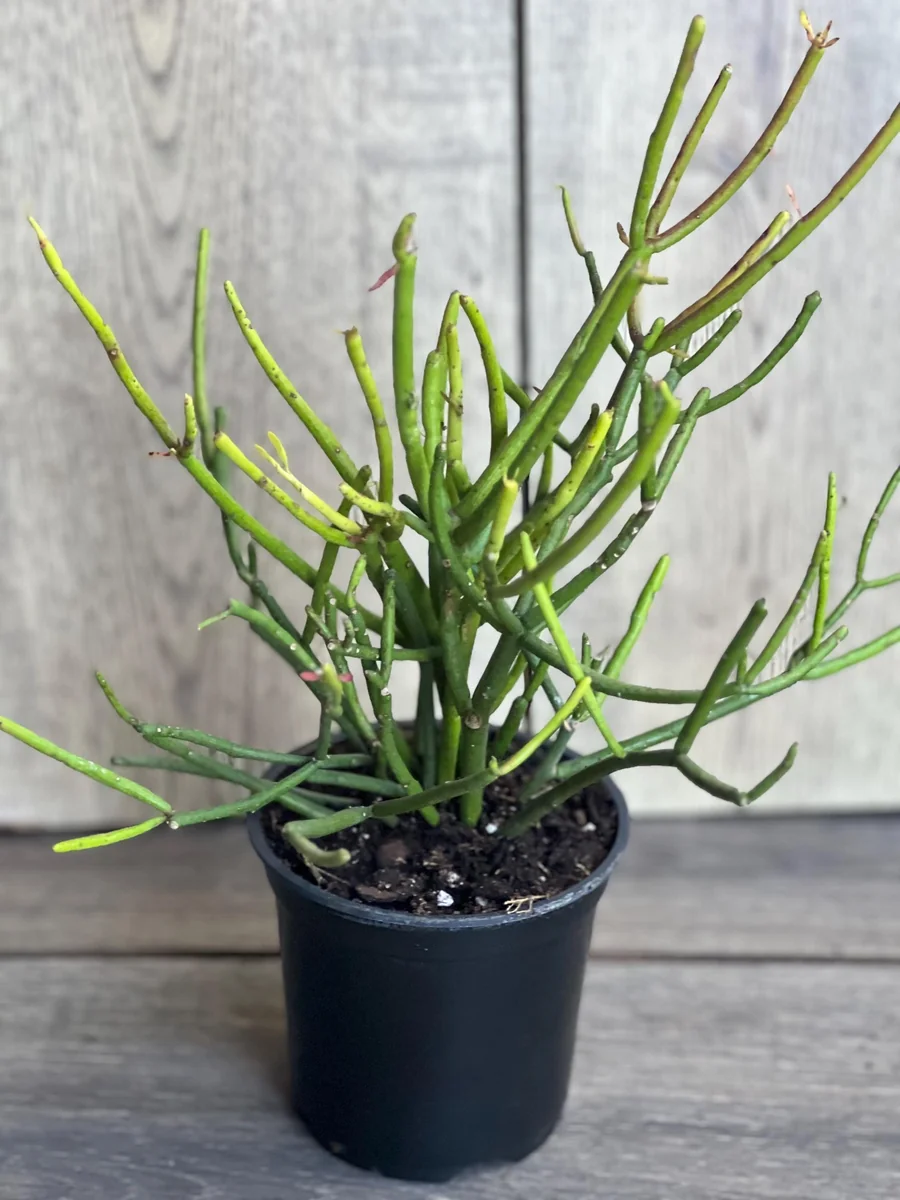 Pencil Cactus Live Plant - Euphorbia tirucalli 4 inch Pot - Indoor Succulent - Image 5