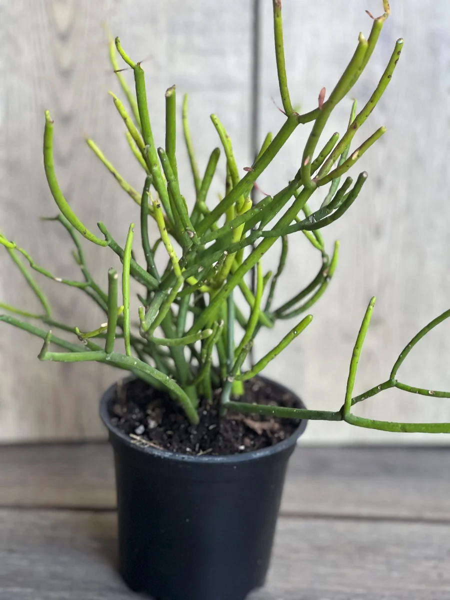 Pencil Cactus Live Plant - Euphorbia tirucalli 4 inch Pot - Indoor Succulent - Image 6