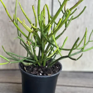 Pencil Cactus Live Plant - Euphorbia tirucalli 4 inch Pot - Indoor Succulent - Image 7