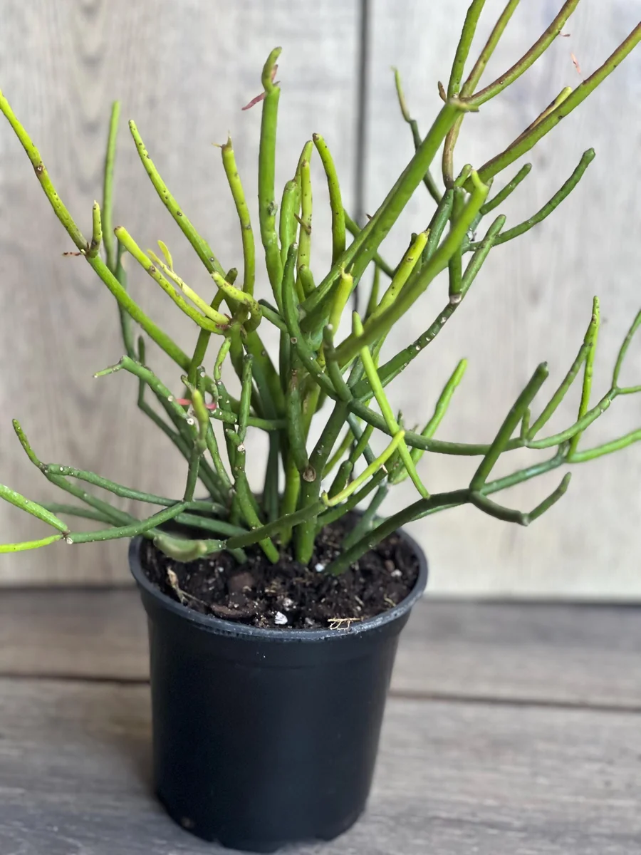 Pencil Cactus Live Plant - Euphorbia tirucalli 4 inch Pot - Indoor Succulent - Image 7