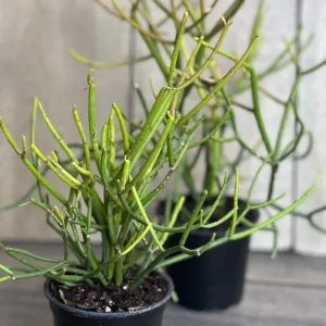 Pencil Cactus Live Plant - Euphorbia tirucalli 4 inch Pot - Indoor Succulent - Image 8