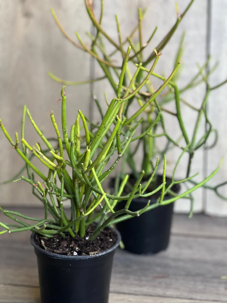 Pencil Cactus Live Plant - Euphorbia tirucalli 4 inch Pot - Indoor Succulent - Image 8