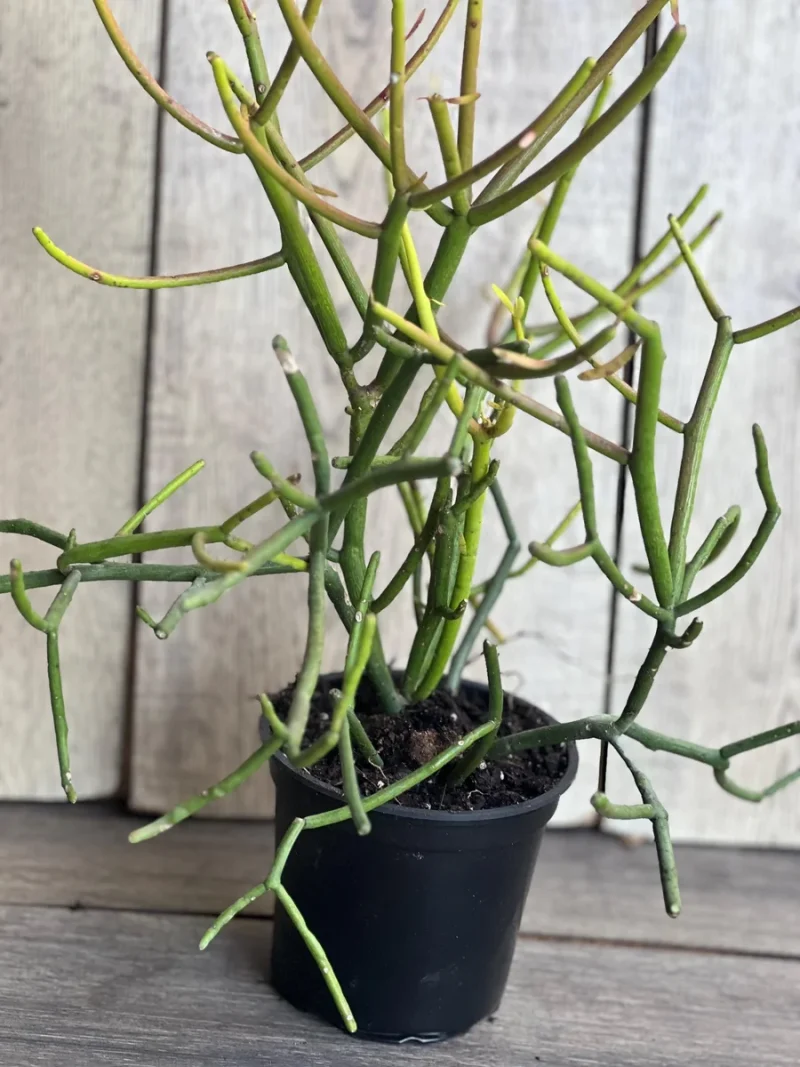 Pencil Cactus Live Plant - Euphorbia tirucalli 4 inch Pot