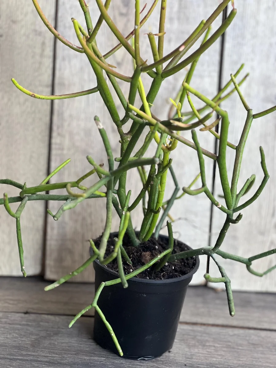 Pencil Cactus Live Plant - Euphorbia tirucalli 4 inch Pot - Indoor Succulent - Image 9
