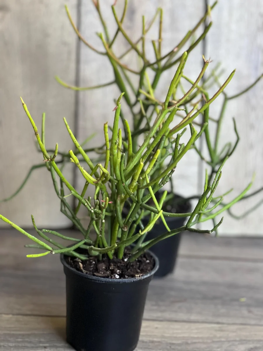 Pencil Cactus Live Plant - Euphorbia tirucalli 4 inch Pot - Indoor Succulent - Image 1