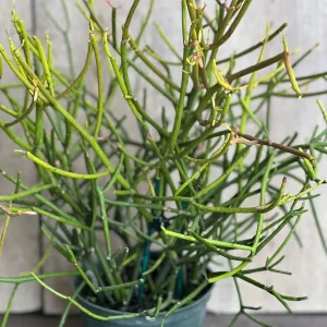 Pencil Cactus Live Plant - Euphorbia tirucalli - 6 inch Pot - Indoor Succulent - Image 7