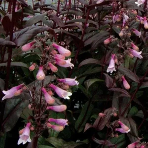 Penstemon Foxglove Beardtongue Live Plant - Hardy Perennial Wildflower Starter - Image 10