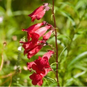 Penstemon Foxglove Beardtongue Live Plant - Hardy Perennial Wildflower Starter - Image 3