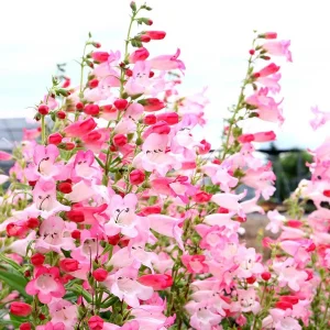 Penstemon Foxglove Beardtongue Live Plant - Hardy Perennial Wildflower Starter - Image 1