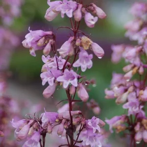 Penstemon Foxglove Beardtongue Live Plant - Hardy Perennial Wildflower Starter - Image 4