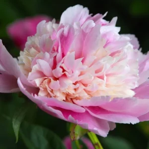 Peony Bareroot, 2-3 Eye - Pink & Cream Double Blooms, Outdoor Live Plant - Image 1
