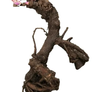 Peony Bareroot Live Plant - Double Pink & White Flowers, 2-3 Eye, Outdoor - Image 2