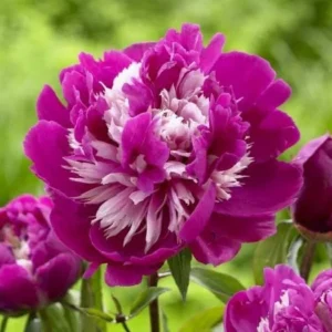 Peony Bareroot Live Plant - Double Pink & White Flowers, 2-3 Eye, Outdoor - Image 1