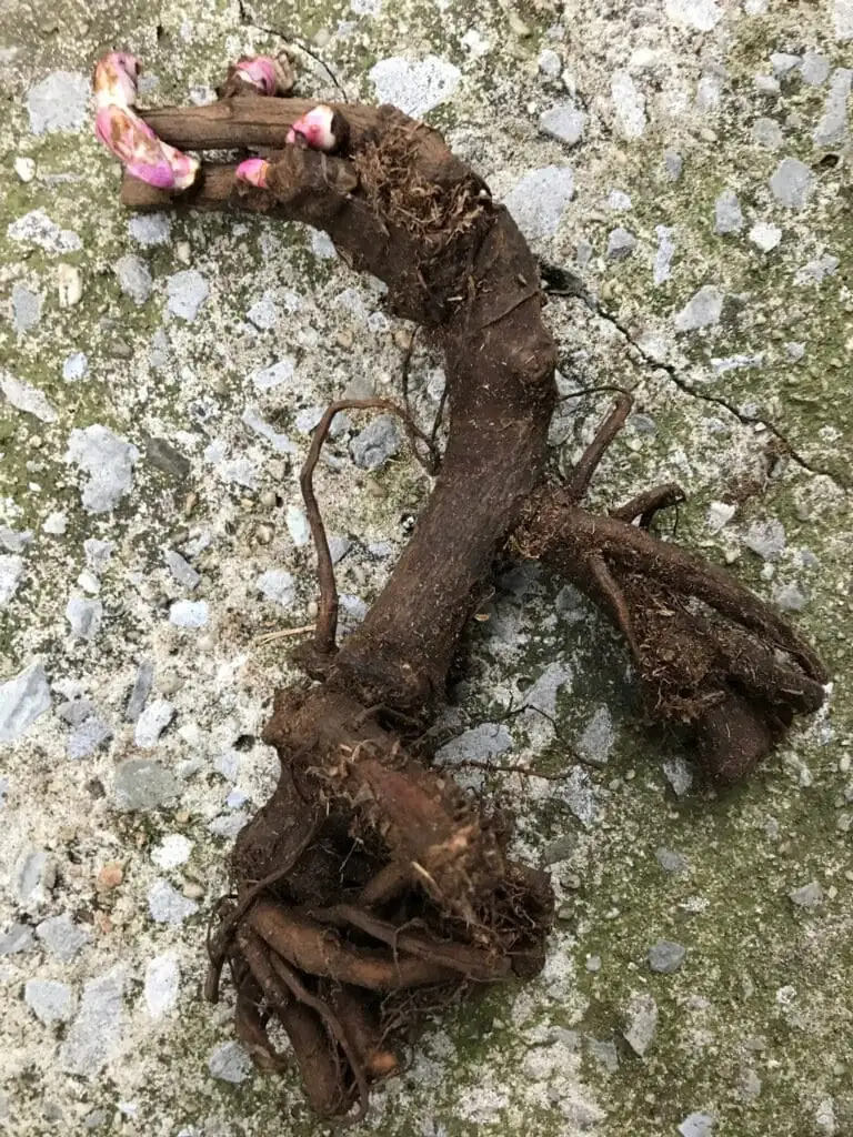 Peony 'Bowl of Beauty' Bareroot Paeonia lactiflora - Pink Yellow Flower - Image 2