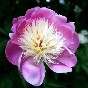 Peony 'Bowl of Beauty' Bareroot Paeonia lactiflora - Pink Yellow Flower - Image 1