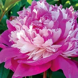 Peony Celebrity Live Plant - Paeonia lactiflora - Raspberry Pink Flowers - Outdoor - Image 1