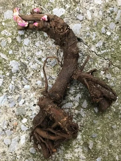 Peony Coral Charm Bare Root Paeonia lactiflora - Coral Peach Flowers - Image 2